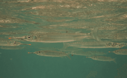 Common Halfbeak