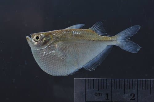 Common Hatchetfish