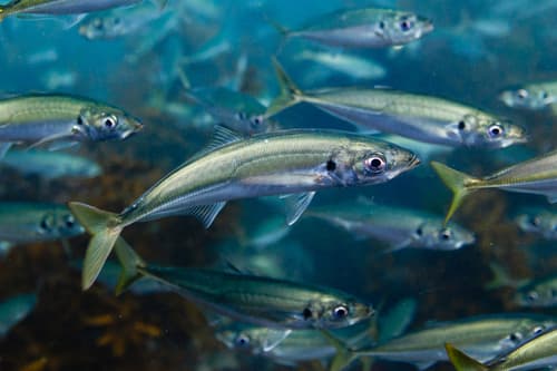 Common Jack Mackerel