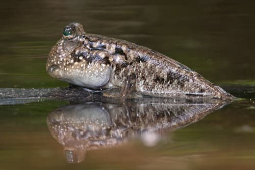 Common Mudskipper