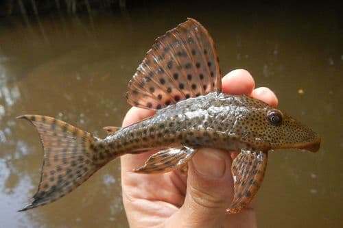 Common Pleco