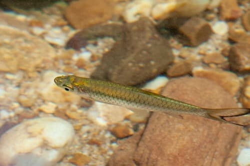 Common Rasbora