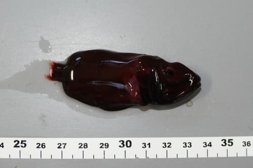 Common Redmouth Whalefish