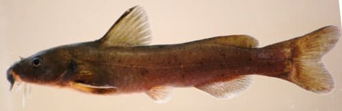 Common Rock Catfish