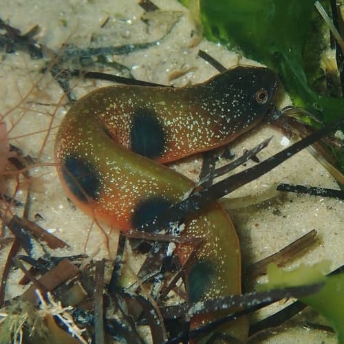 Common Shore Eel