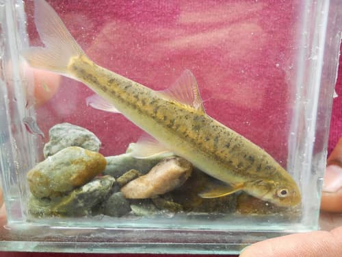 Common Snowtrout