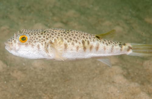 Common Toadfish