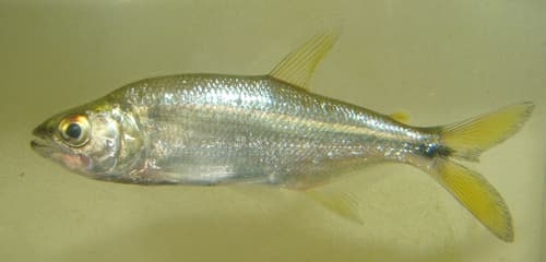 Common Toothy Tetra