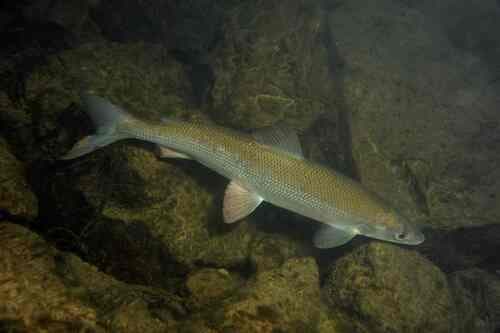 Common Whitefish