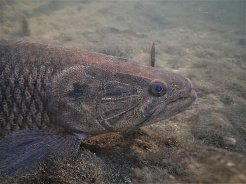 Common Wolffish