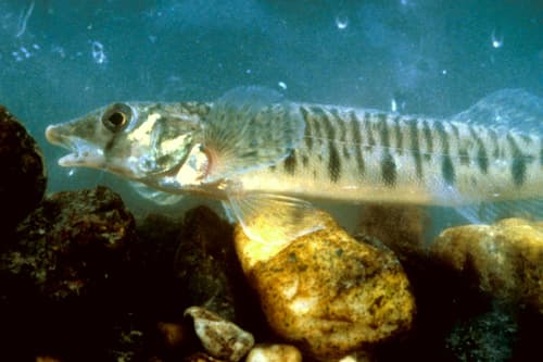 Conasauga Logperch
