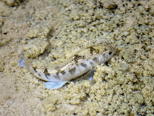 Conchos Pupfish