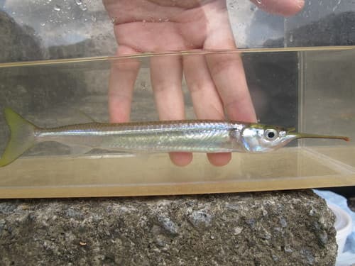 Congaturi Halfbeak