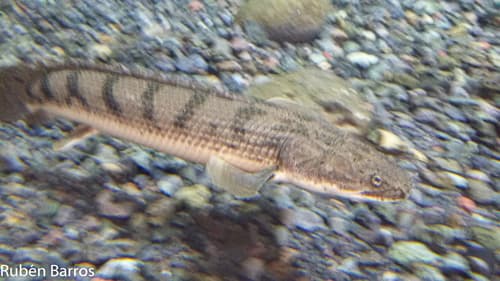 Congo Bichir