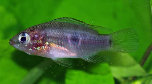 Congolese Jewel Cichlid