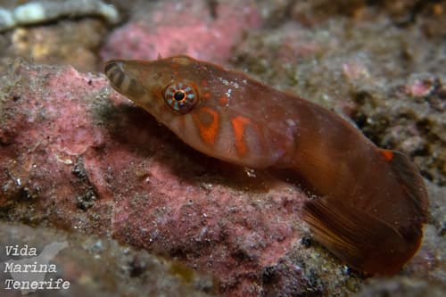Connemarra Clingfish