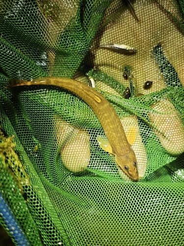 Continental Stone Loach