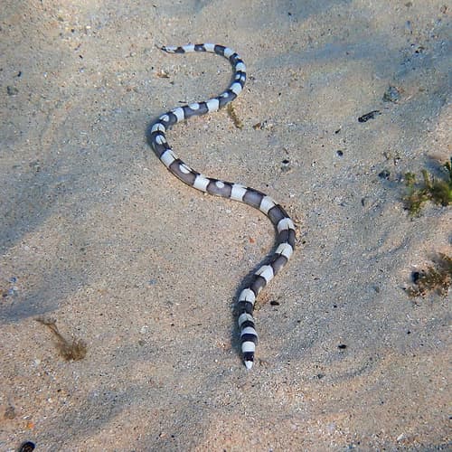 Convict Snake Eel