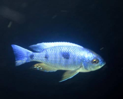 Copadichromis chrysonotus