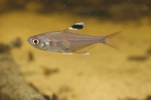 Copeland's Tetra