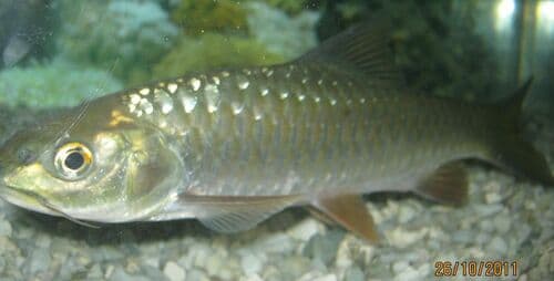 Copper Mahseer