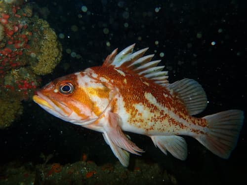Copper Rockfish