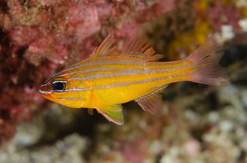 Coral Cardinalfish