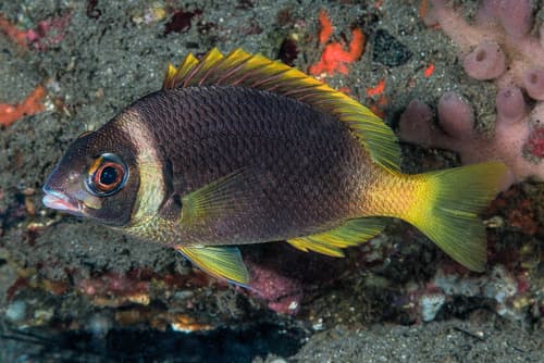 Coral Monocle Bream