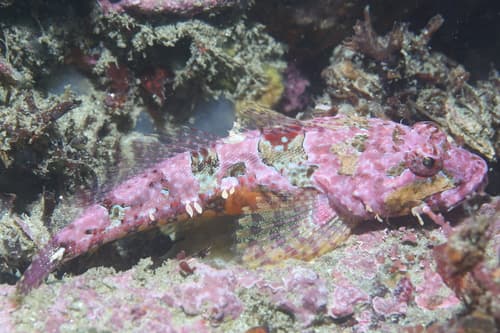Coralline Sculpin