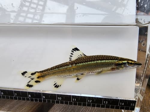 Coreoleuciscus aeruginos