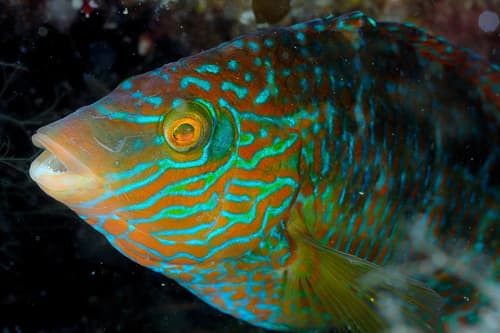 Corkwing Wrasse