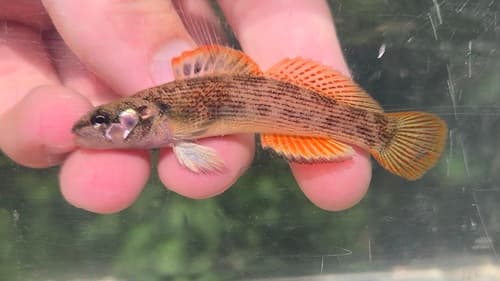 Corrugated Darter