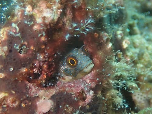 Cortez Barnacle Blenny