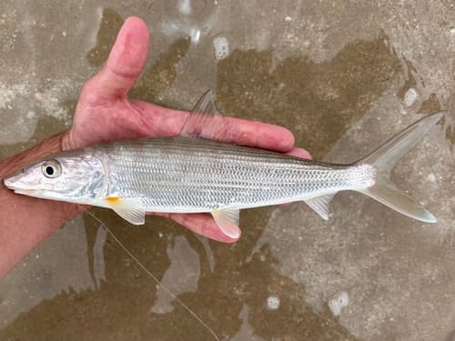 Cortez Bonefish