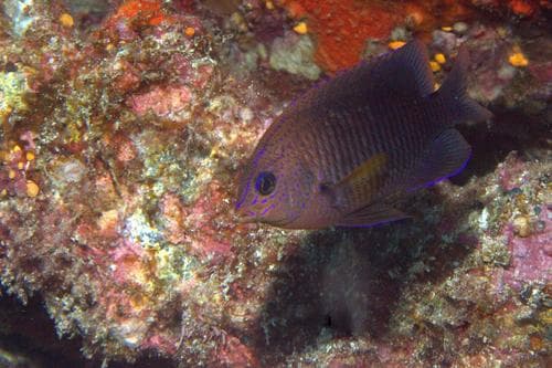 Cortez Damselfish