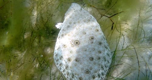 Cortez Flounder