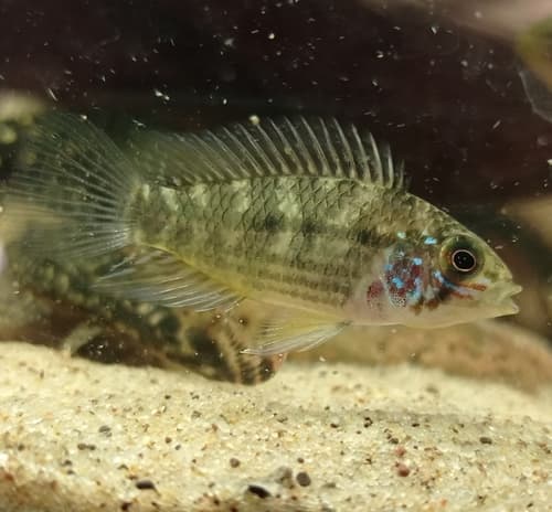 Corumba Cichlid