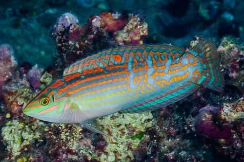 Cosmetic Wrasse