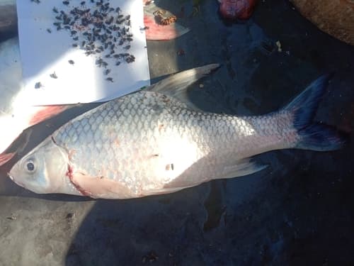 Cosmochilus harmandi