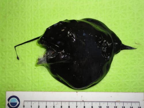 Cosmopolitan Dreamer