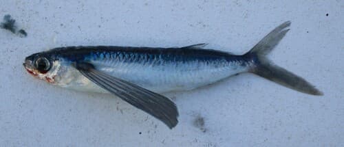 Cosmopolitan Flyingfish