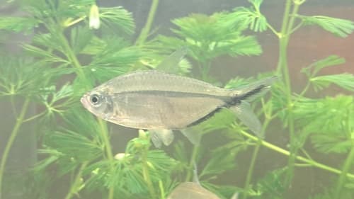 Costa's Tetra