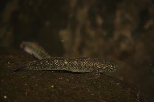 Sharpfin Goby