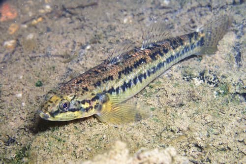 Cox's Gudgeon