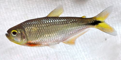 Creek Tetra