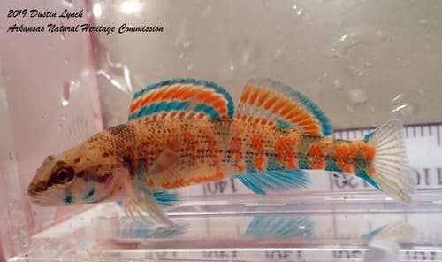 Creole Darter