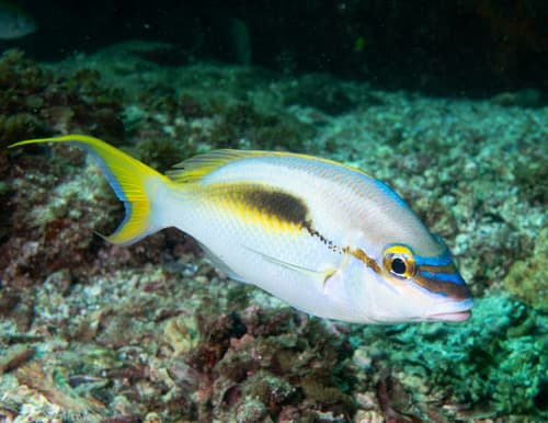 Crescent Monocle Bream