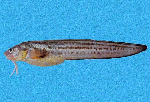Crested Cusk Eel