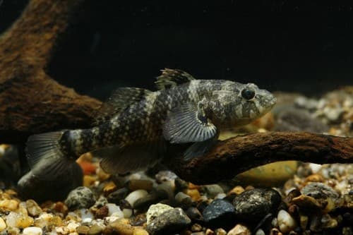 Crested Gudgeon