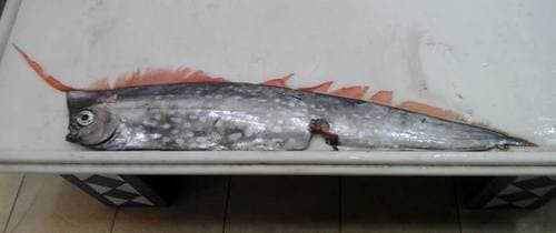 Crested Oarfish